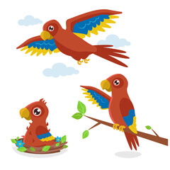 Set of illustrations in three phases: a chick in a nest, a young one on a branch and an adult flying orange parrot. Vector graphic.