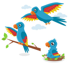 Set of illustrations in three phases: a chick in a nest, a young one on a branch and an adult flying blue parrot. Vector graphic.