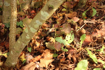 Nature