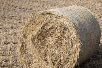 Wheat field after harvest. Bale Silage Autumn background.