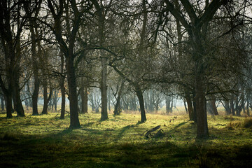 Obraz premium Auenlandschaft