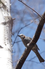 野鳥のシーン
