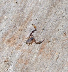 Closeup of the nature of Israel -  Pscudoscorpions on the tree