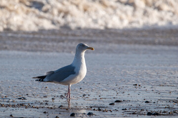 Herring gulls by the sea at Horsey Gap beach in north Norfolk, UK