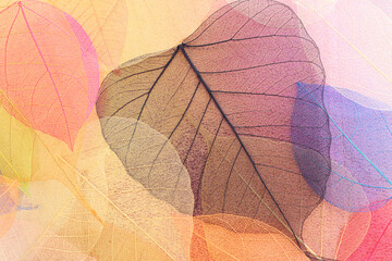 Colorful transparent and delicate skeleton leaves over metallic background