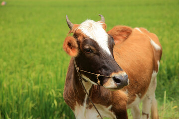 A brown cow in a rice field