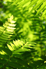 Background with leaves of different tones of green