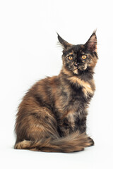 tortoiseshell kitten of the Maine breed on white