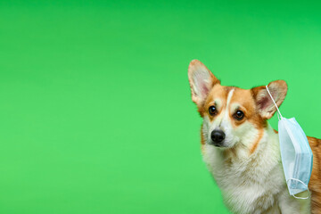 Funny Welsh Corgi Pembroke dog with a medical mask on his ear isolated on a green background....