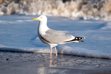 Herring gulls by the sea at Horsey Gap beach in north Norfolk, UK
