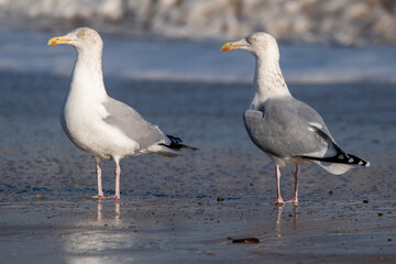 Herring gulls by the sea at Horsey Gap beach in north Norfolk, UK