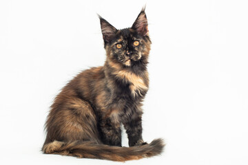 tortoiseshell kitten of the Maine breed on white