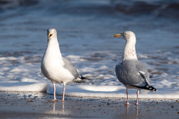 Herring gulls by the sea at Horsey Gap beach in north Norfolk, UK