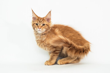 Red kitten of the Maine Coon breed on white