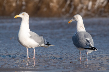 Herring gulls by the sea at Horsey Gap beach in north Norfolk, UK