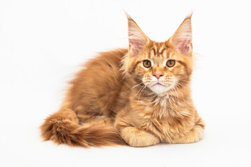 Red kitten of the Maine Coon breed on white
