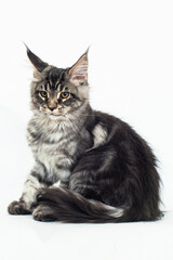 kitten of the Mei-kun breed on a white background