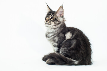 kitten of the Mei-kun breed on a white background