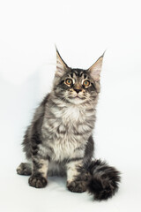 kitten of the Mei-kun breed on a white background