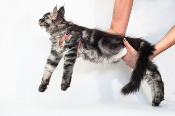kitten of the Mei-kun breed on a white background