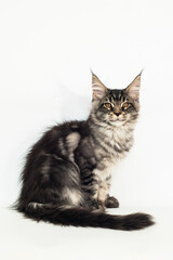 kitten of the Mei-kun breed on a white background