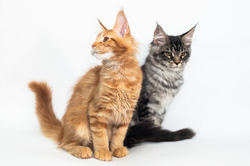 three kittens of the Maine coon breed on a white background
