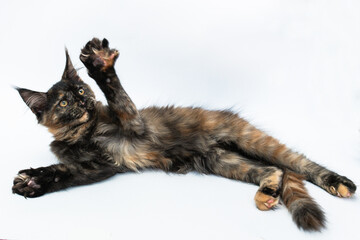 tortoiseshell kitten of the Maine breed on white