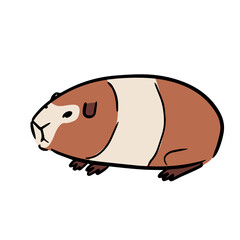 Cute guinea pig illustration, isolated on white background. 