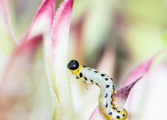 Insecte