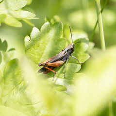 Insecte
