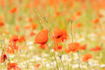 Fototapeta premium Coquelicot