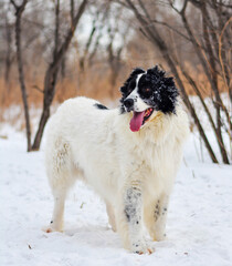 Happy black and white long-haired dog in the snow. The big dog is glad of the snow. A mongrel dog walks in a snow-covered park. Dogs from shelters need a home.