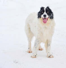 Happy black and white long-haired dog in the snow. The big dog is glad of the snow. A mongrel dog walks in a snow-covered park. Dogs from shelters need a home.