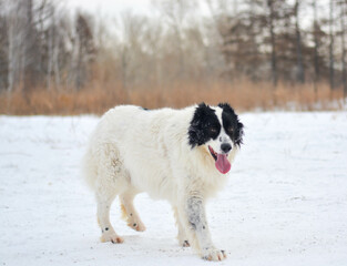 Happy black and white long-haired dog in the snow. The big dog is glad of the snow. A mongrel dog walks in a snow-covered park. Dogs from shelters need a home.