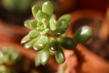 Echeveria Pink Ruby Eszeweria E. globulosa