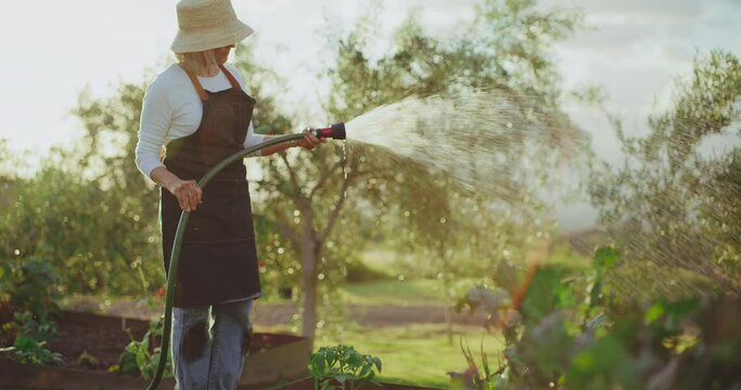 Woman woman watering her garden beds at sunset, retirement and relaxation in the golden years