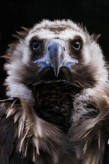 Brown vulture portrait with black background.