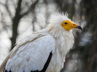 A scavenging vulture with fluffy feathers on its head.