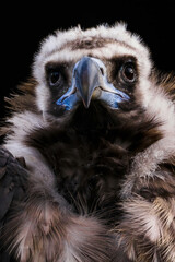 Brown vulture portrait with black background.