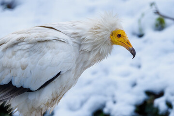 A scavenging vulture in winter with snow in the background.