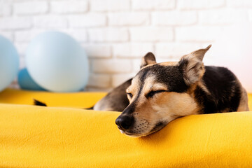 Cute mixed breed dog sleeping on dog bed at home