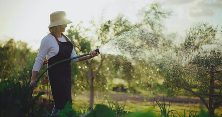 Woman woman watering her garden beds at sunset, retirement and relaxation in the golden years