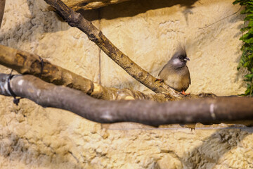 Brown Winged Mouse breeding in internal aviary.