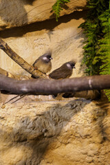 Brown Winged Mouse breeding in internal aviary.