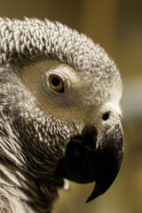 Large portrait of Jacko in the indoor aviary.