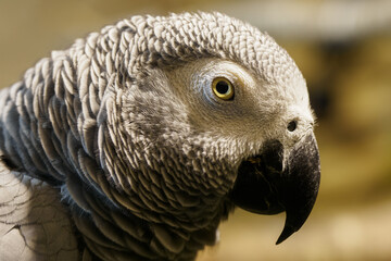 Large portrait of Jacko in the indoor aviary.