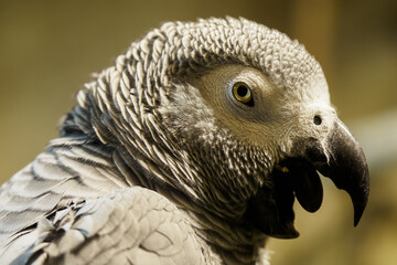 Large portrait of Jack the parrot in an indoor aviary with an open beak.