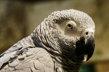 Large portrait of Jacko in the indoor aviary.