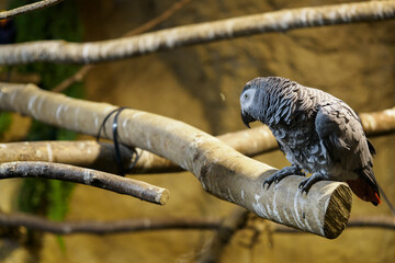 Great Jaco on a branch in an indoor aviary.