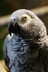Large portrait of Jacko in the indoor aviary.
